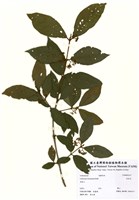 藏品(杜虹花)的圖片